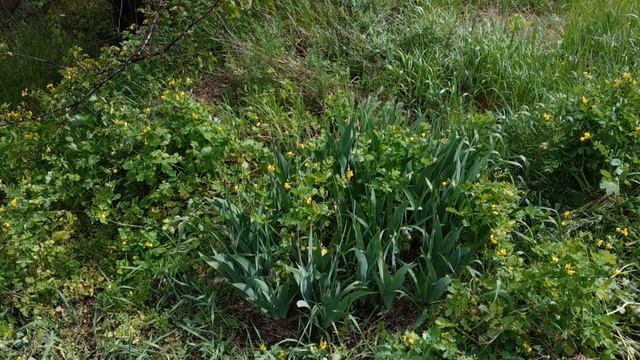 Бородатые ирисы. Неприхотливые красавчики. Как можно их не любить? смотреть онлайн