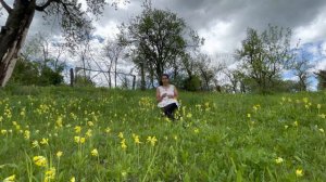 Primula veris