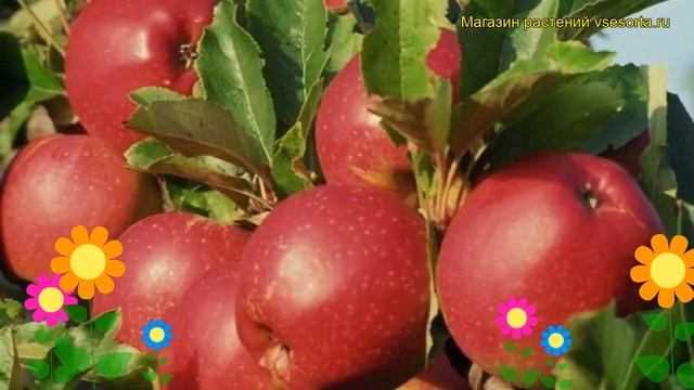 Яблоня домашняя Коваленковское. Краткий обзор, описание характеристик Kovalenkovskoe смотреть онлайн