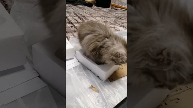 Пушистый котёнок ❤️?