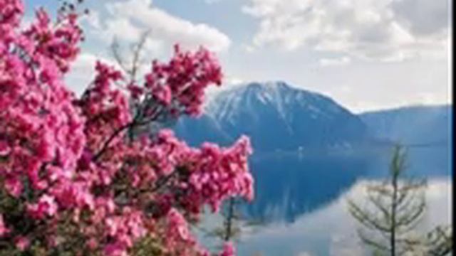 На Телецком цветет  Маральник.mp4