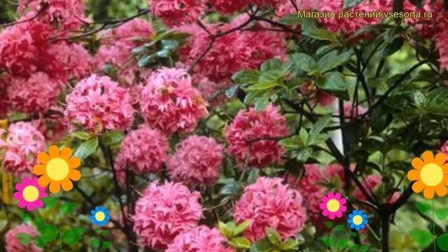 Азалия гибридная Хоумбуш. Краткий обзор, описание характеристик azalea knap hill Homebush смотреть онлайн