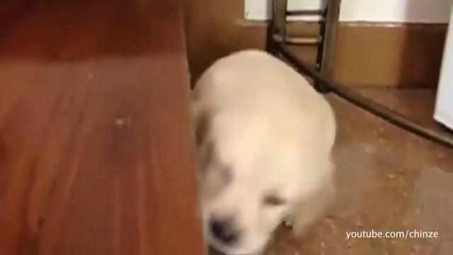 Cпят усталые зверушки (Не зевать!) смотреть онлайн