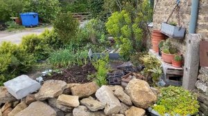 Top tips for planting pelargoniums in a pot garden.