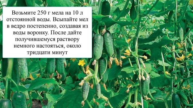 Полейте этим огурцы для увеличения урожая