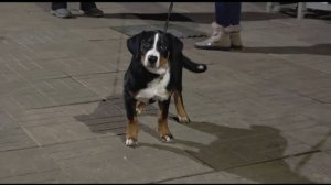 ДТ-110.  Активный апенцеллер. Урок со щенком. Основы.