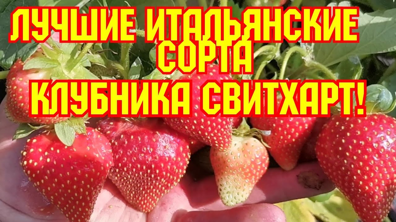 Клубника свитхарт фото