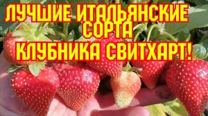 Лучшие Итальянские сорта, клубника КСД Свитхарт!