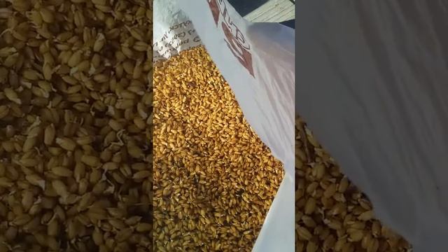 проращивание пшеницы в пакете