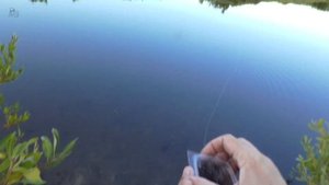 Устье, исток и начало исследования. Первая рыба и рак ???️ Исток - Колпна 1. Быстрая Сосна. Рыбалка