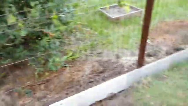 Забор в п.Московский из 3Д-Сетки. Обзор от компании СТК-ЗАБОР. смотреть онлайн