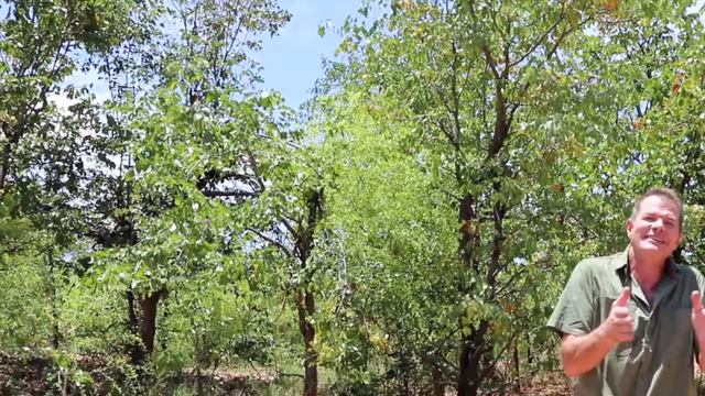 Plant Communication - the Strange Case of the Elephant and the Mopane смотреть онлайн