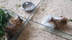 ПЯТИГОРСК/Экзотариум/Музей насекомых/контактный зоопарк ?️??