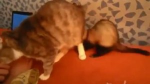 Пркол! Кот и харек!!!)) When your friend is annoying