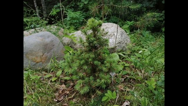 Саженцы, купила в 2017 году и посадила. Что было, как стало. Какие растения рекомендую.
