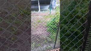 Сетка рабица. Варианты крепления-рекомендую.