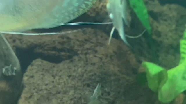 Перевёл Аквариум на Кварцевый Песок и Лаву смотреть онлайн