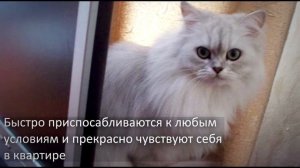 Персидская серебристая шиншилла. Катерина.