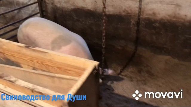Нужна помощь,совет//Как и чем утеплить крышу?//Сарай из шлакоблока!