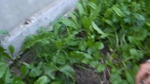 Как вырастить МНОГО БЕЛЫХ ГРИБОВ на своем участке (результат)