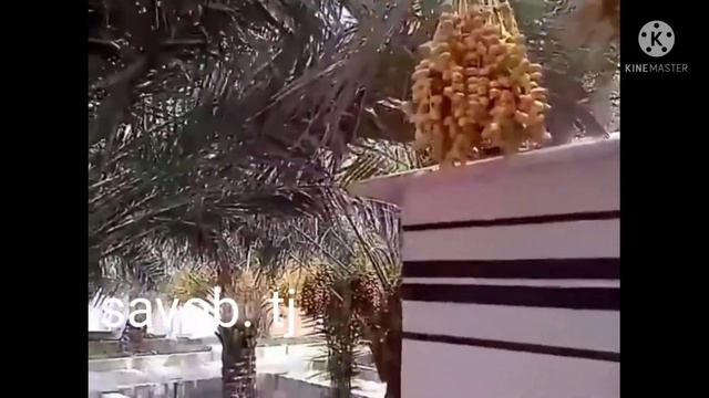 Араб хурмо боғлари, Арабский финиковый сад. смотреть онлайн