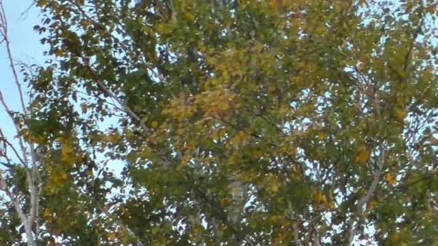 Журавли. смотреть онлайн