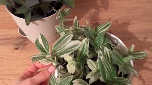 ТРАДЕСКАНЦИЯ.РАЗМНОЖЕНИЕ ТРАДЕСКАНЦИИ. ТРАДЕСКАНЦИЯ РЕО