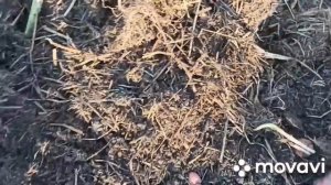 Картофель Сарпо Мира В Ящике И Грядки За 80 дней