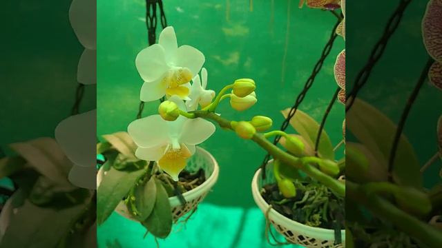 MINI PHALAENOPSIS смотреть онлайн