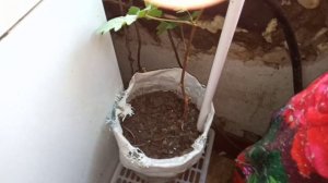 Виноград из косточки, 2 год вегетации, весна.