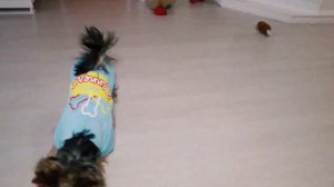 9 месяцев йорку: Стэйси участвует во всех моих делах. Игры с йоркширским терьером, дрессировка щенк