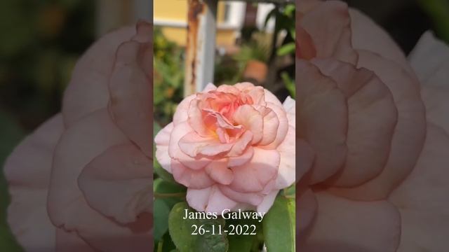 James Galway Rose