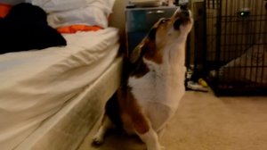 A perfect corgi howl