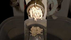 БЕРЕЗОВАЯ ГУБКА, Piptoporus betulinus.