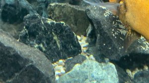 Астронотусы в аквариуме охраняют икру после нереста.