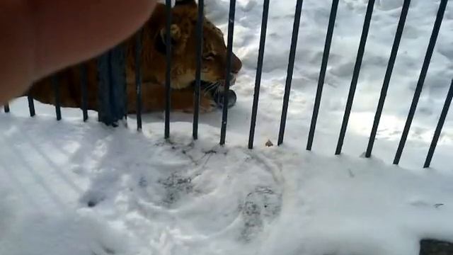 Лигрица сперла шляпу смотреть онлайн