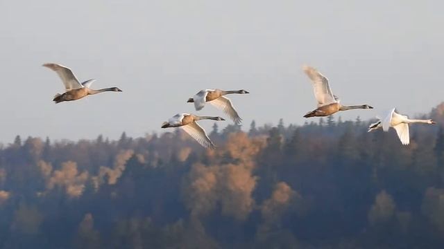 Дикие лебеди на Иже смотреть онлайн