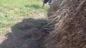 Погрузка тяжёлых тюков сена.