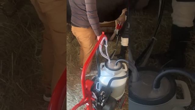 Дойка коровы доильным аппаратом Kurtsan смотреть онлайн