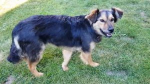 Азербайджанская долма ТРИ СЕСТРЫ на САДЖЕ.