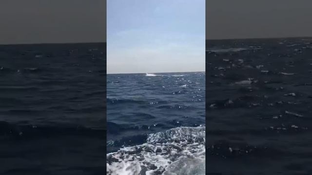 700 lb Blue Marlin Hatteras Harbor