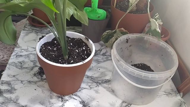 Пересадка эухариса или амазонской лилии. смотреть онлайн