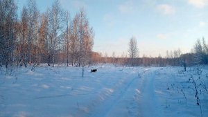 Красота зимнего леса !