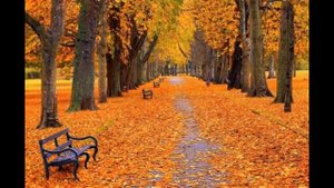 В том парке снова листопад