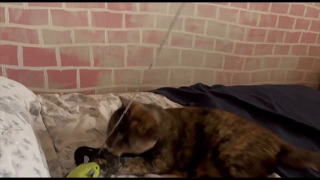 Трава для котов.