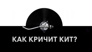 Как кричит кит? ? Звук кричащего кита и какие звуки издает кит