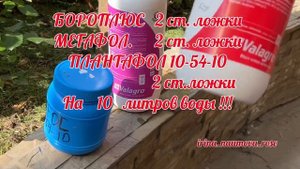 Огромное количество бутонов! Чем подкормить розы?