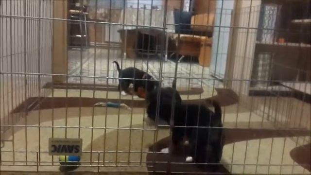Puppies Entlebucher Mountain Dog, female