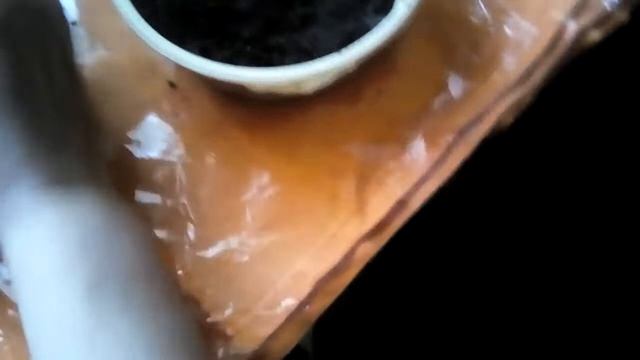 Деление кливии 1 часть смотреть онлайн