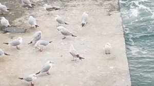 Черноморские чайки и бакланы.